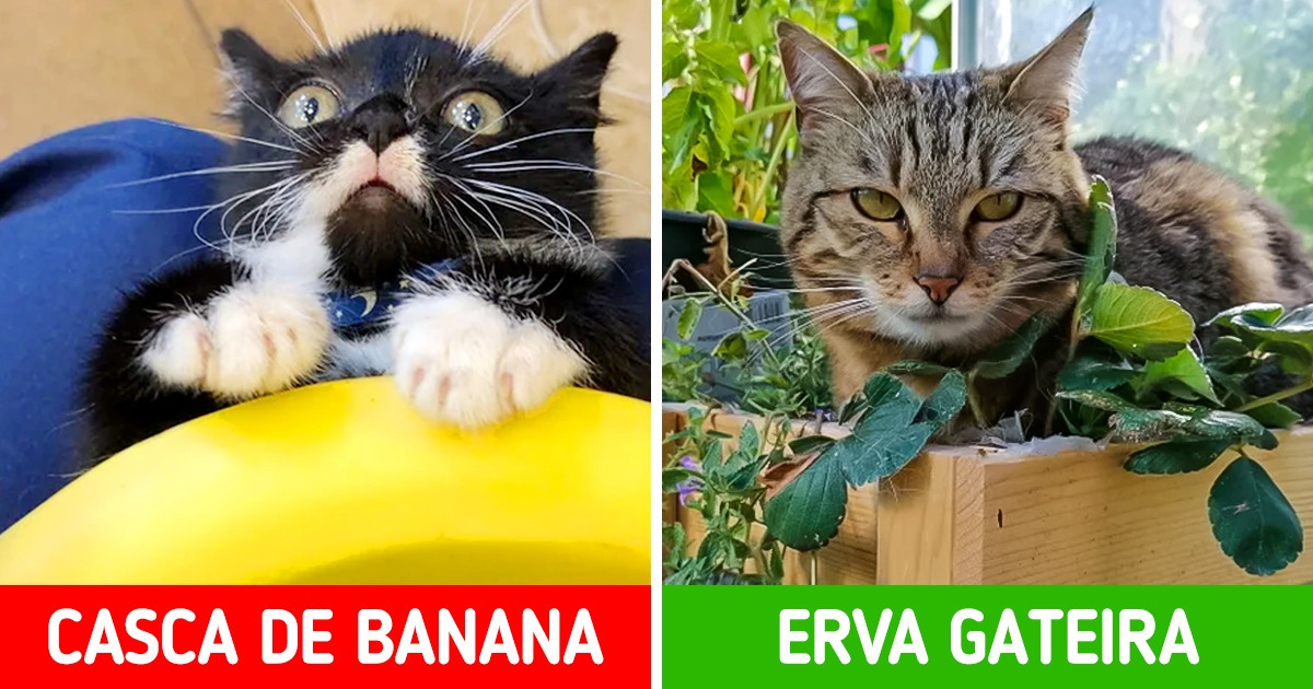 14 Cheiros que nossos pets adoram ou odeiam — e como isso pode ser útil