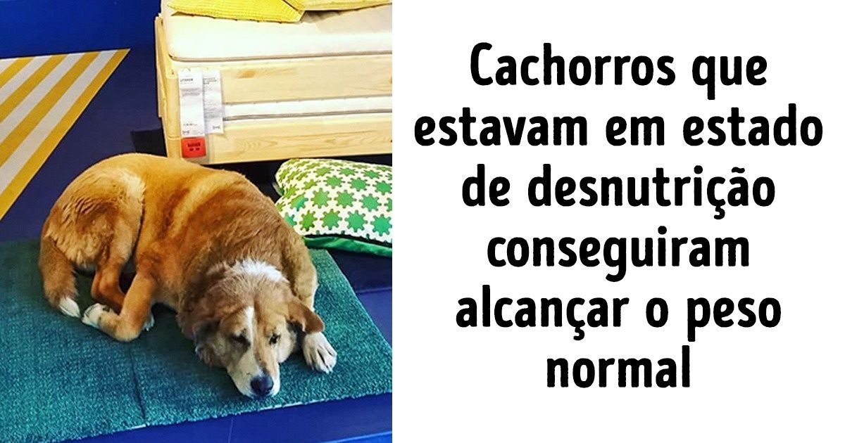 Uma loja da IKEA na Itália abriu as portas para os cães no frio Uma loja da IKEA na Itália abriu as portas para os cães no frio