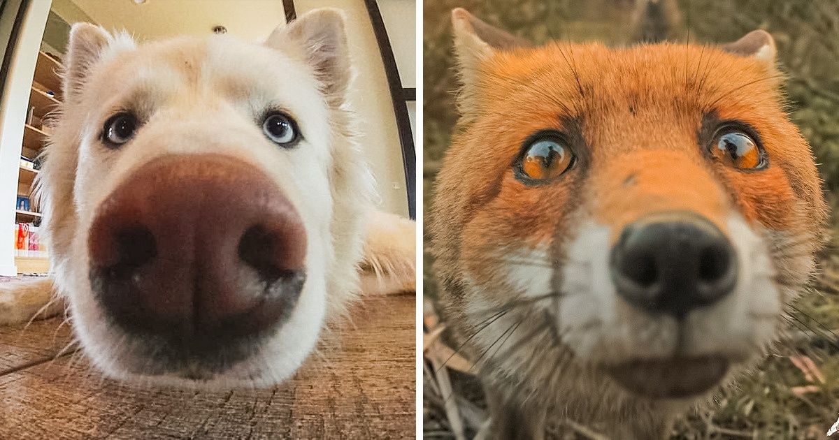25 Animais que colocam o focinho na câmera e nos presentearam com imagens delicadas e únicas