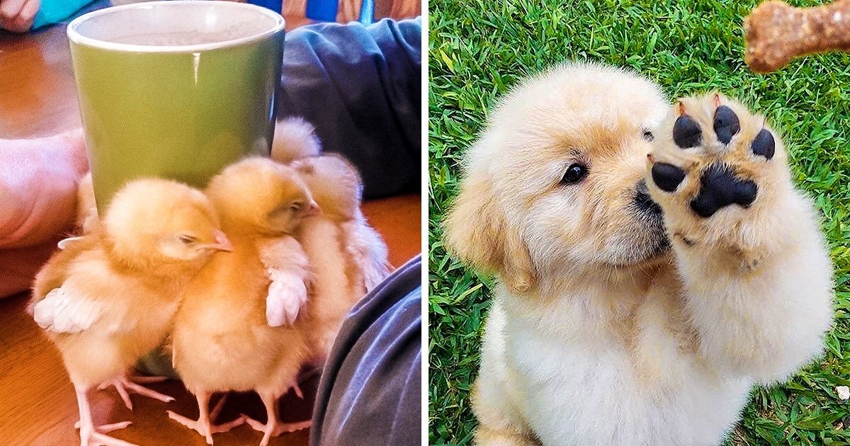 20 Fotos fofas de animais que vão derreter até o coração mais duro