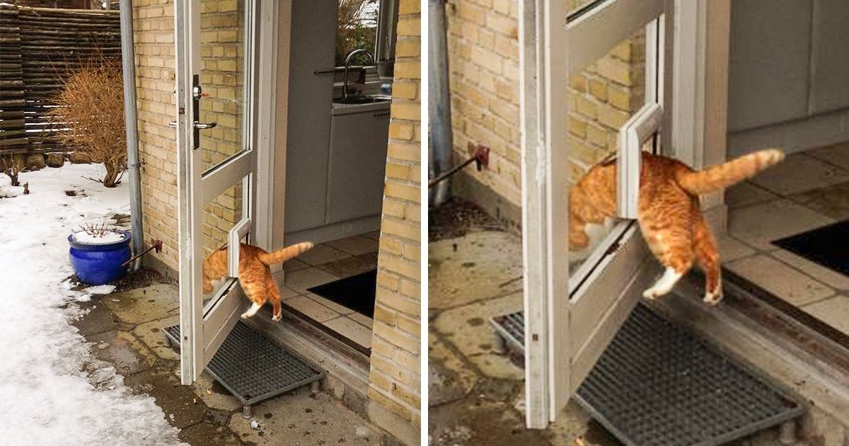 25 Gatos estranhos que têm uma lógica felina toda própria