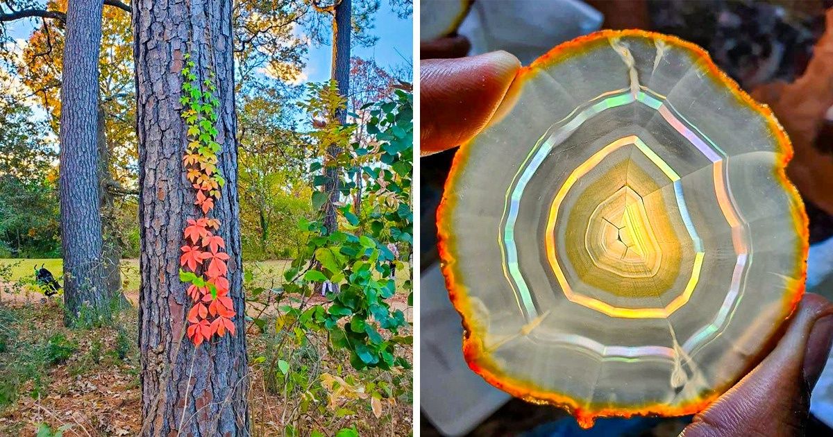 20 Vezes em que a natureza demonstrou ser uma artista sem igual