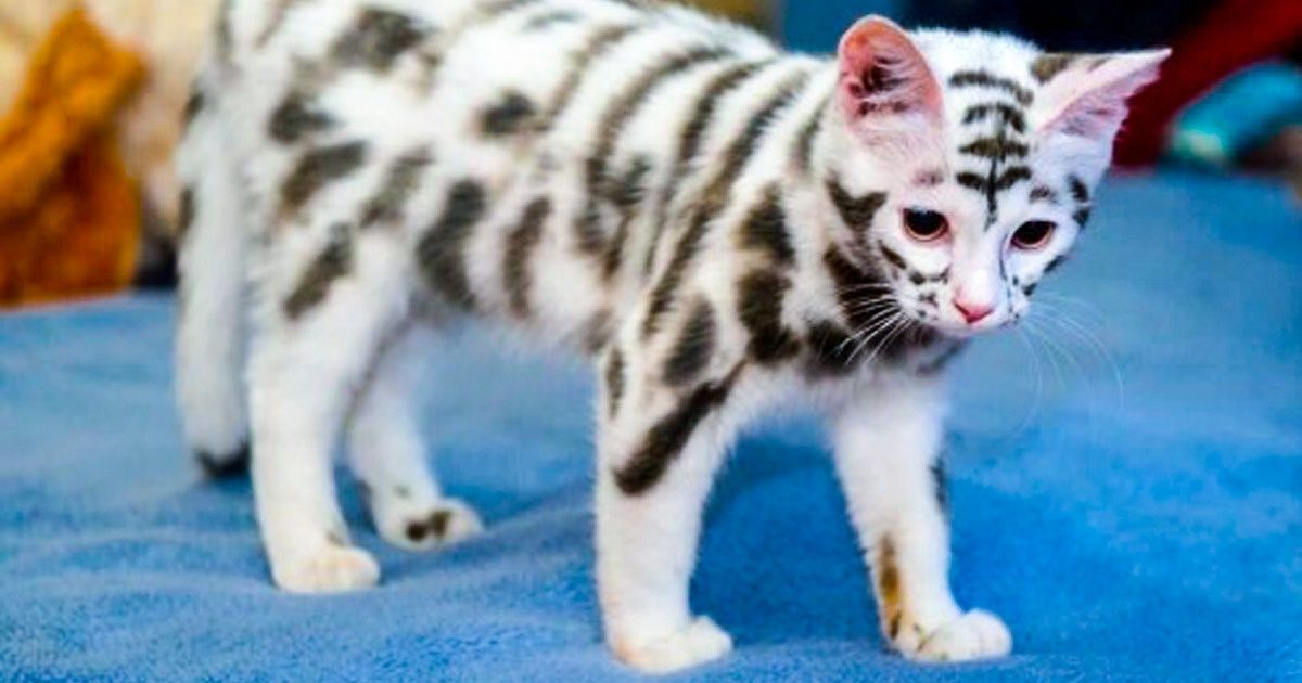 21 Gatos adoráveis que hipnotizam por sua infinita beleza