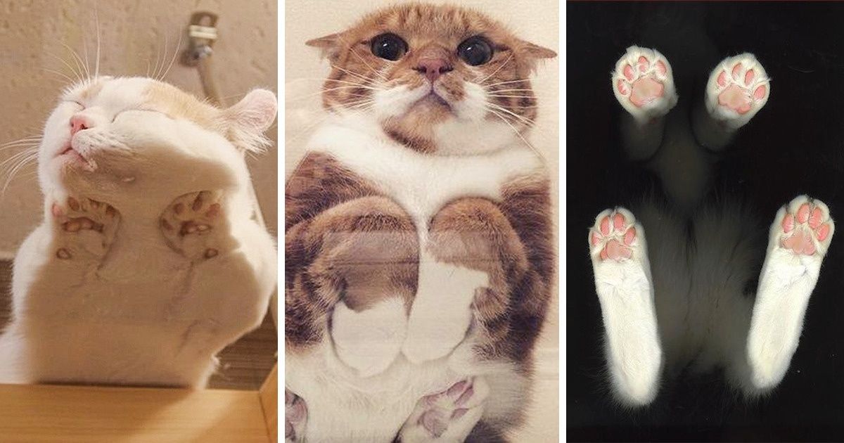 20 Fotos que mostram que os gatos ficam lindos de qualquer ângulo