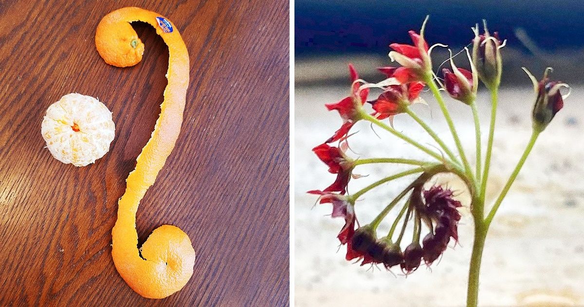 18 Coincidências que parecem provar que até o acaso tem uma ordem lógica na natureza 18 Coincidências que parecem provar que até o acaso tem uma ordem lógica na natureza