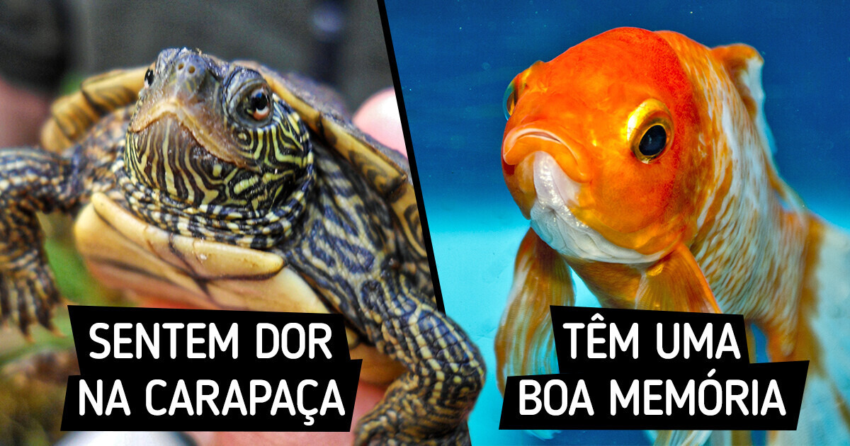 10 Fatos que podem ir contra o que você acreditava sobre o reino animal