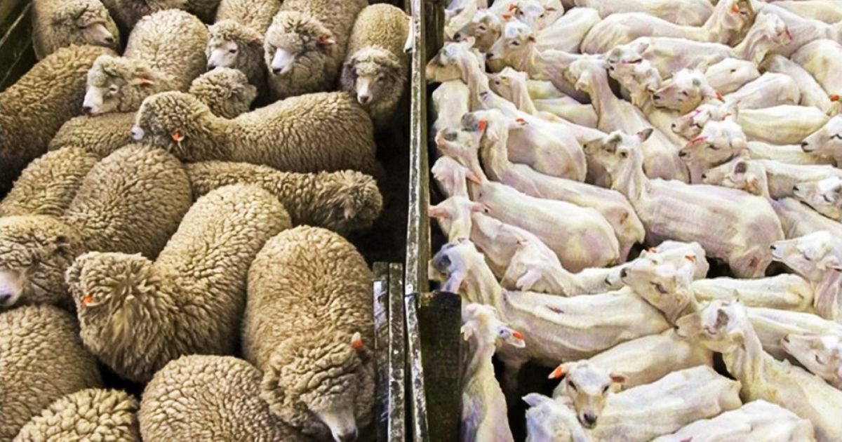Depois de ver estas fotos, você pode dizer: ’Agora já vi de tudo’