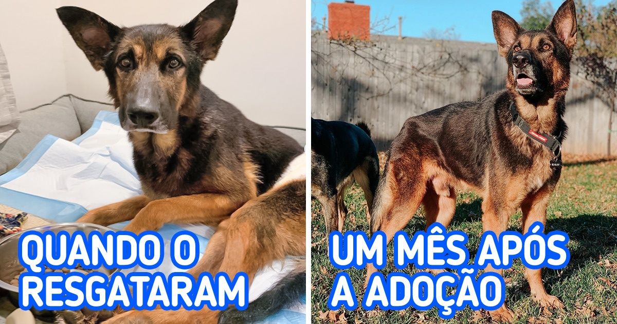 Cão que seria sacrificado, por não conseguir andar, foi adotado por um casal que conseguiu colocá-lo de pé
