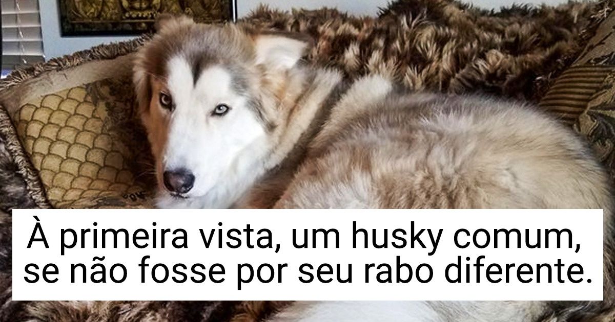 15+ Animais cujas mutações genéticas são a “cereja do bolo” do seu charme especial 15+ Animais cujas mutações genéticas são a “cereja do bolo” do seu charme especial