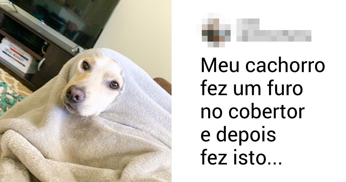 17 Imagens divertidas sobre as travessuras e a fofura dos bichos de estimação 17 Imagens divertidas sobre as travessuras e a fofura dos bichos de estimação