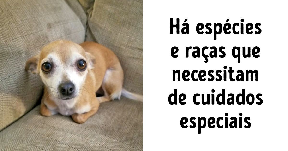 Uma veterinária compartilhou recomendações para proteger os pets nas mudanças climáticas