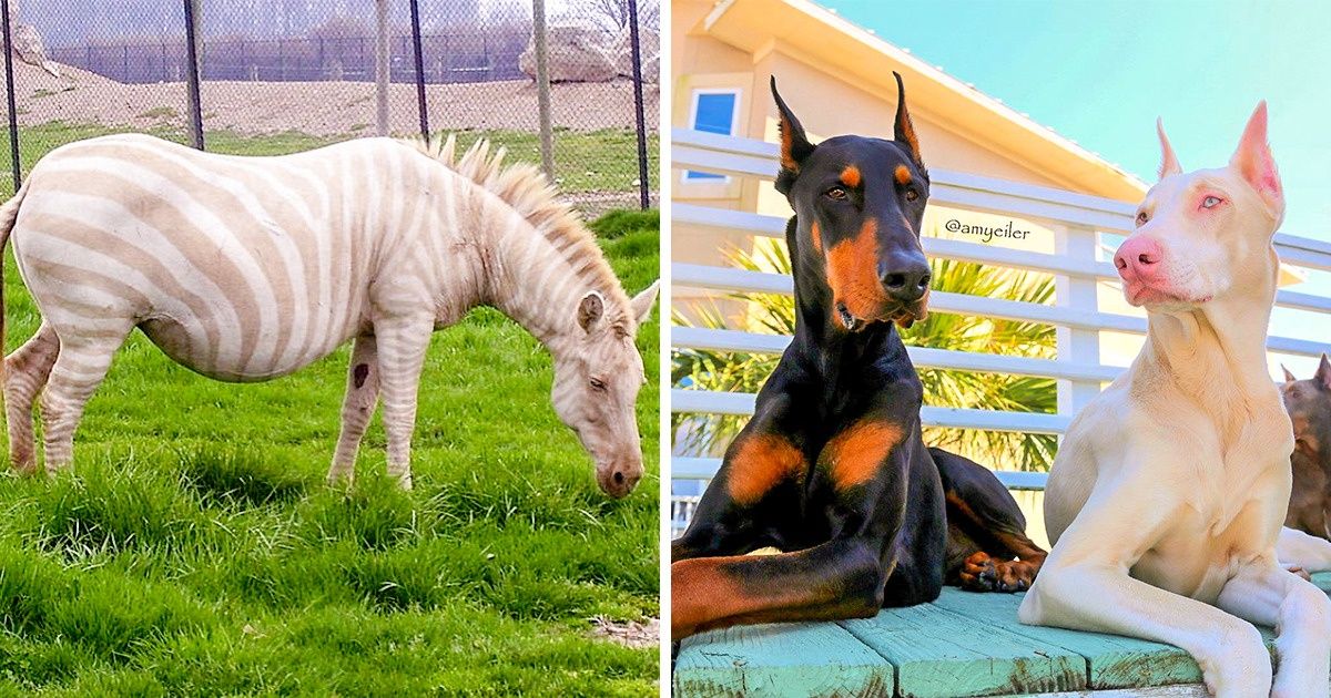 20+ Animais e plantas que parecem um capricho da natureza