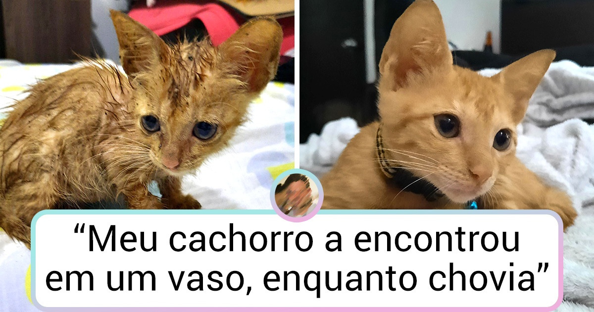 18 Animais de estimação que sentiram na pele como a adoção pode mudar a vida por completo 18 Animais de estimação que sentiram na pele como a adoção pode mudar a vida por completo