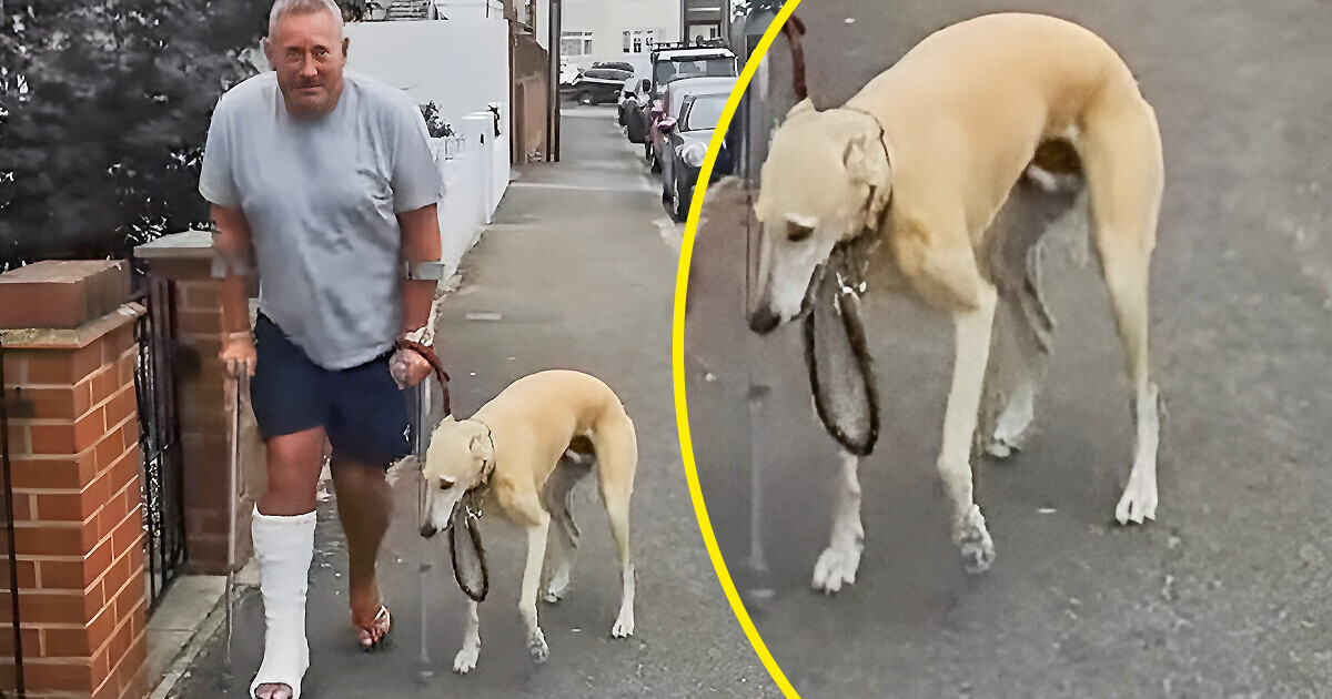 Um homem gastou R$ 2 mil no veterinário com seu cachorro manco e teve uma surpresa hilária Um homem gastou R$ 2 mil no veterinário com seu cachorro manco e teve uma surpresa hilária