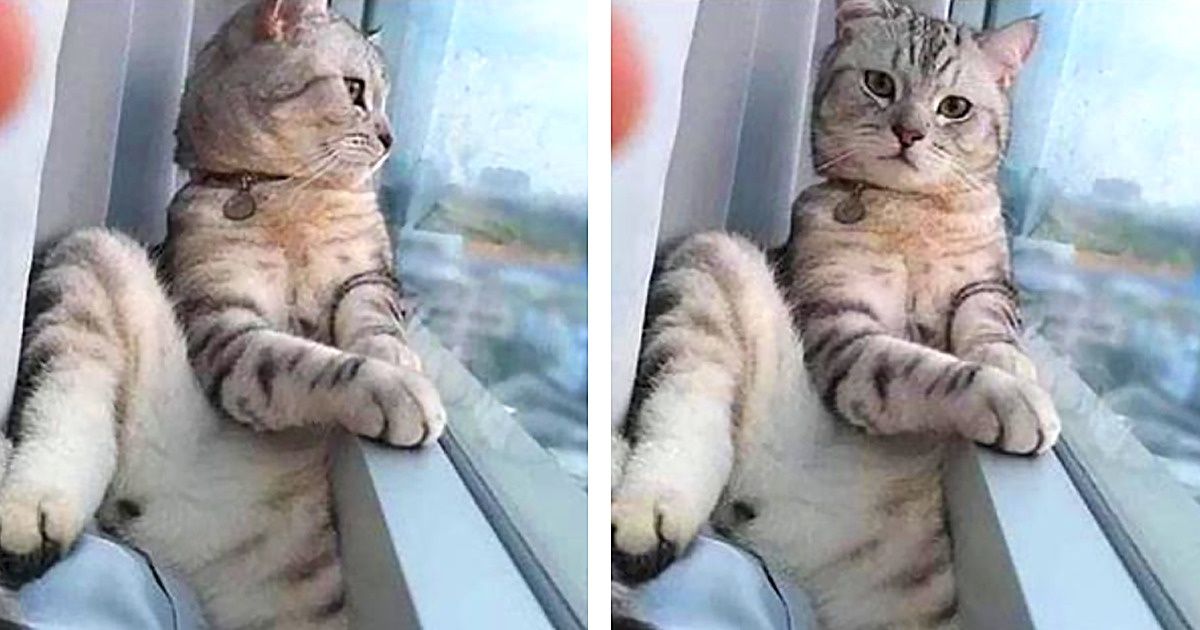 20 Pets que poderiam ser coroados reis das selfies