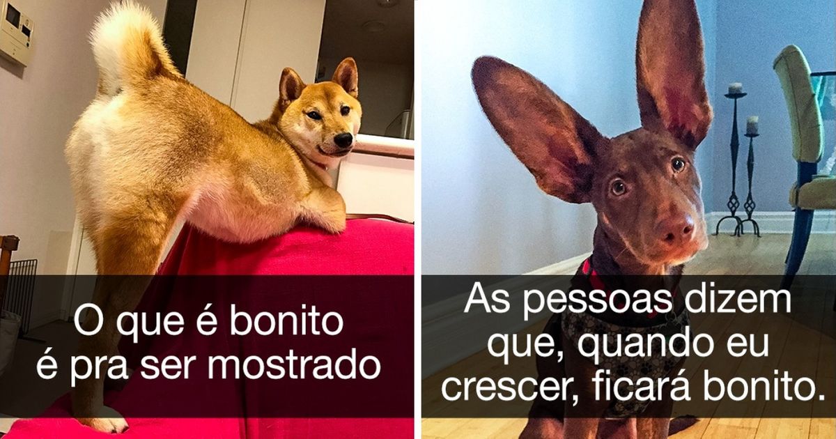 Os 34 cães mais fofos do mundo