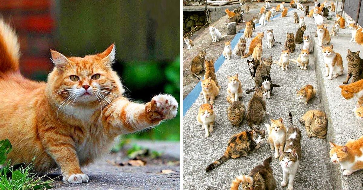 Alerta! Encontramos uma oferta de emprego dos sonhos: morar em uma ilha grega com 55 gatos