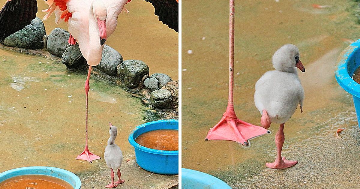 25 Fotos que farão seu fofurômetro atingir os níveis máximos