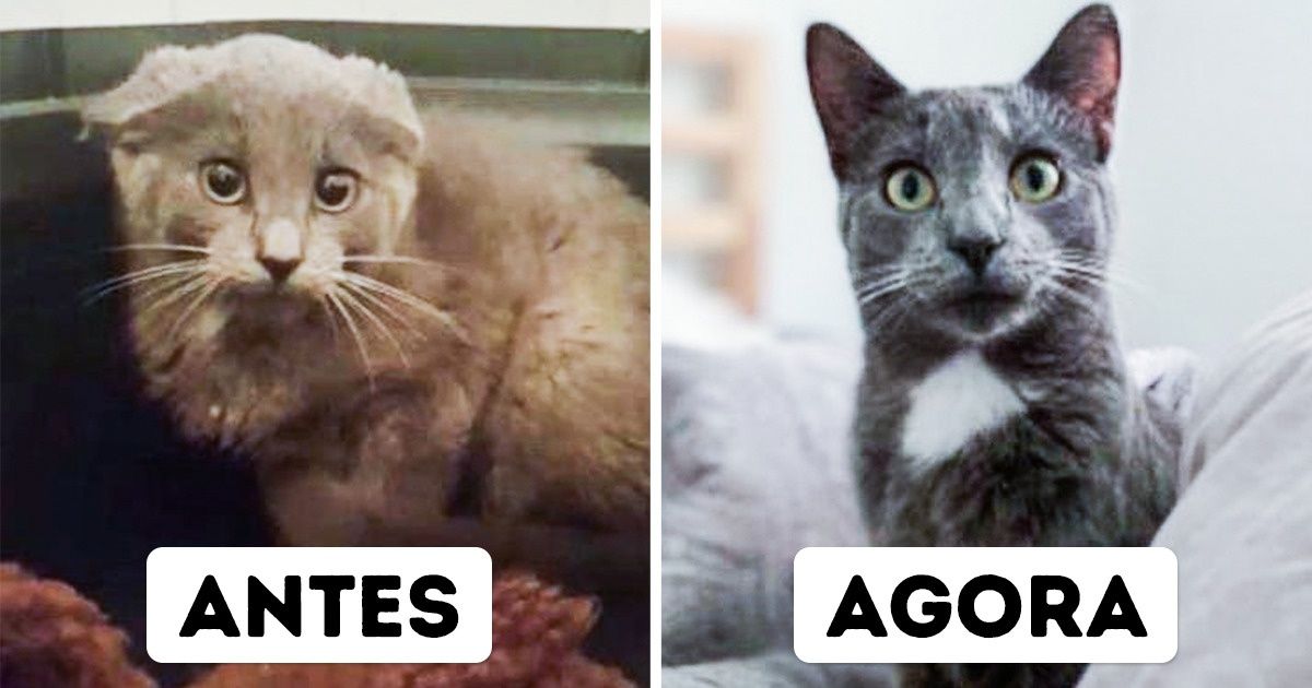 20 Usuários da rede mostram fotos de seus gatos antes e depois de serem adotados 20 Usuários da rede mostram fotos de seus gatos antes e depois de serem adotados