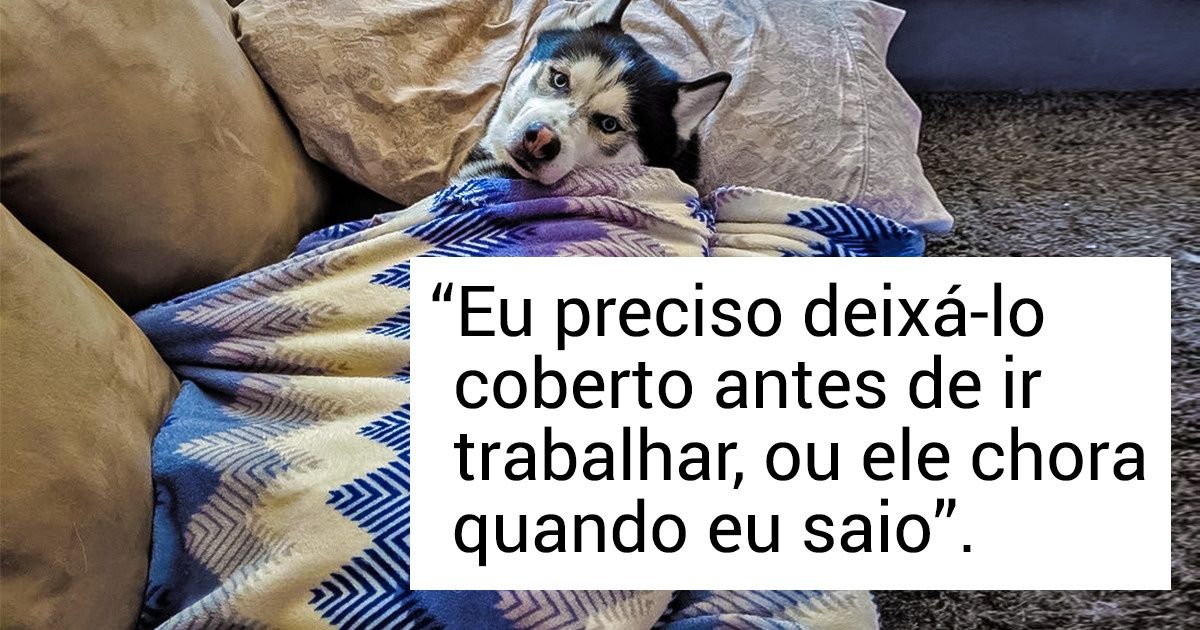 Internautas compartilham coisas estranhas feitas por seus bichos de estimação (seu pet também é esquisito?)