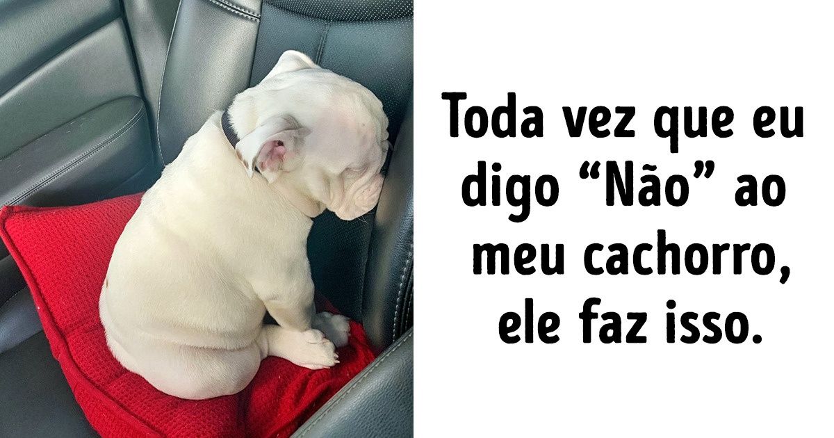 20+ Fotos que demonstram que os cachorros têm sua própria lógica