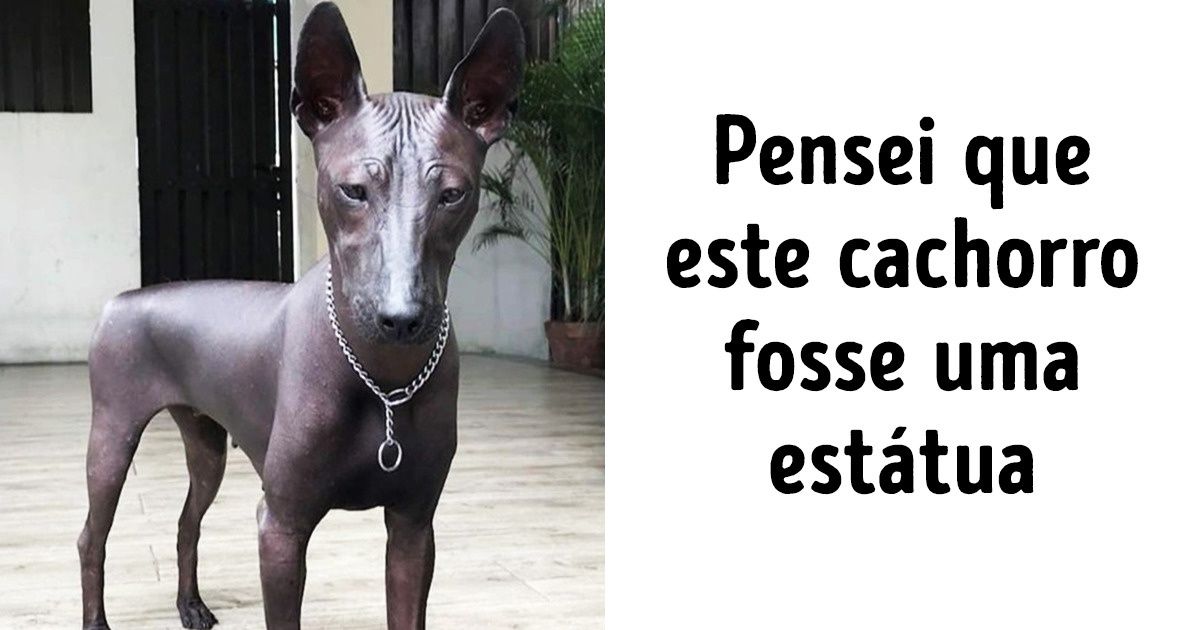 20 Cachorros que parecem saídos de outro planeta 20 Cachorros que parecem saídos de outro planeta