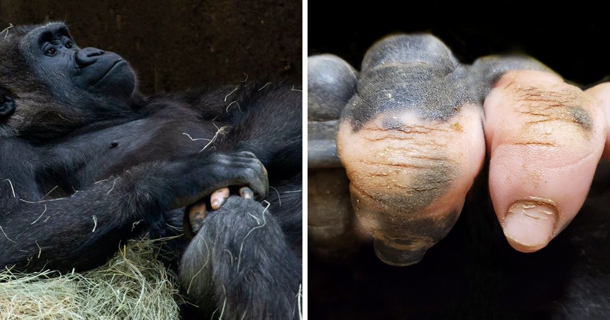 20 Animais que têm um traço único e surpreendente em sua imperfeição
