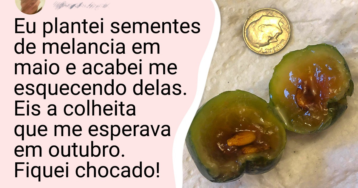 16 Internautas compartilharam seus pequenos sucessos na jardinagem