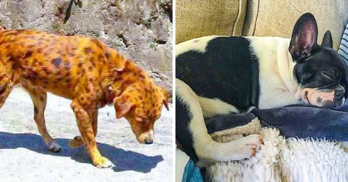 22 Vezes em que a natureza nos surpreendeu com cores de cães 22 Vezes em que a natureza nos surpreendeu com cores de cães