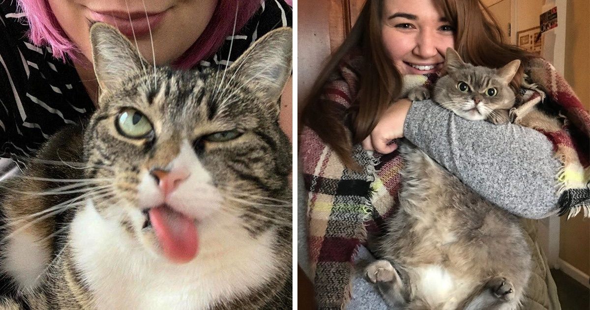 17 Gatos que só queriam paz, e não ficar posando para inúmeras fotos