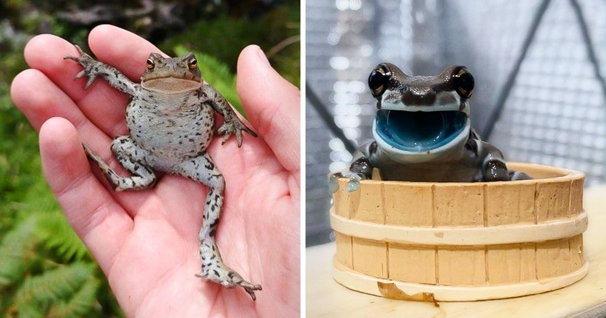15 Anfíbios mostram que podem ser amados e lindos pets