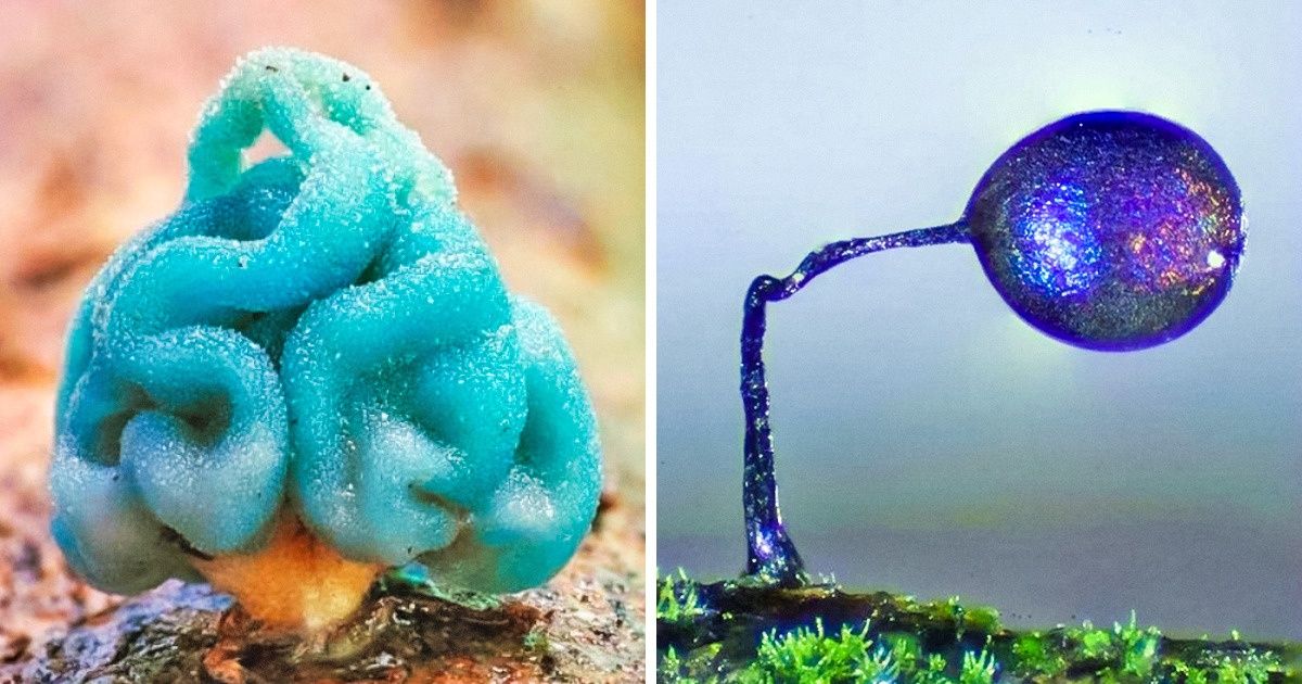 Fotos de cogumelos que parecem de outro planeta