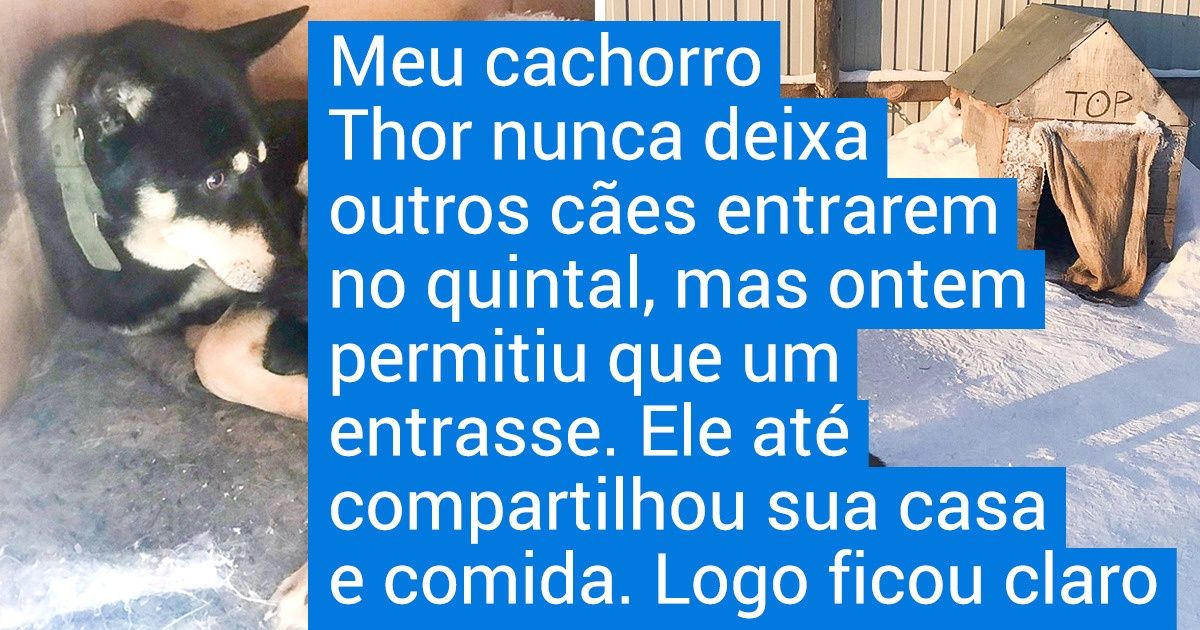 18 Cachorrinhos dignos do prêmio “Bom Garoto do Ano”