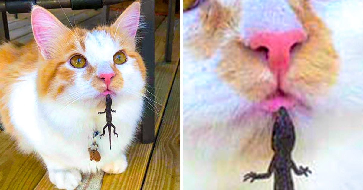 Fotos que ajudam a mandar o mau humor para bem longe