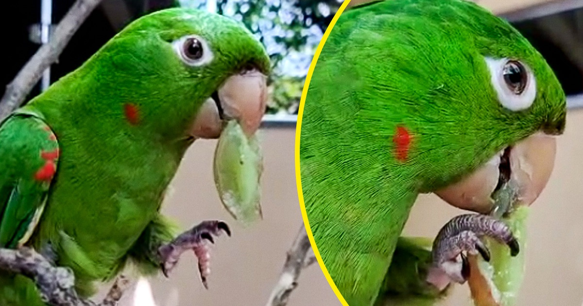 18+ Bichinhos campeões da vida boa e tiram o melhor de cada uma das experiências