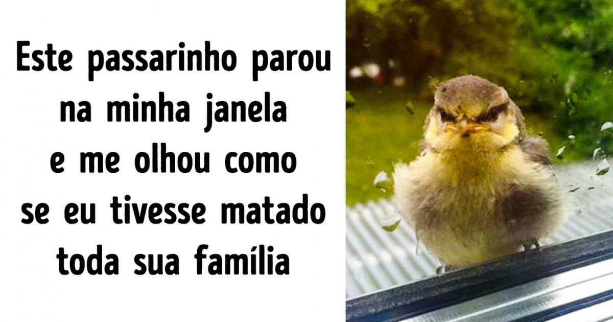 Pássaros divertidos que podem visitar a janela de seu escritório