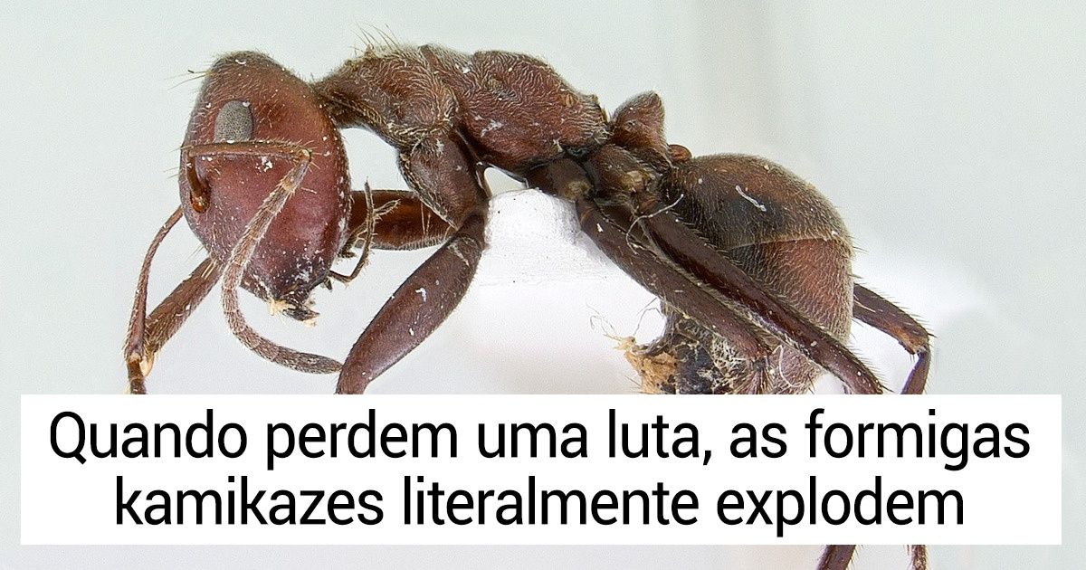 14 Dados impressionantes que poucas pessoas aprenderam nas aulas de biologia 14 Dados impressionantes que poucas pessoas aprenderam nas aulas de biologia