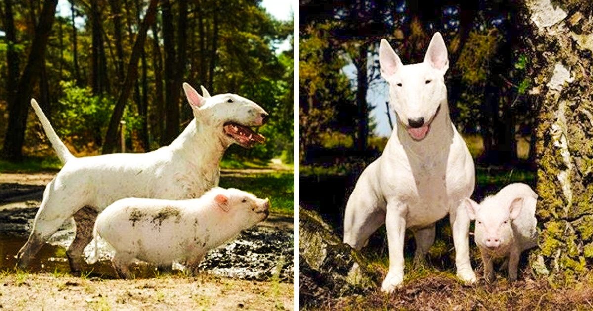 30 Amizades entre animais curiosas e super inspiradoras