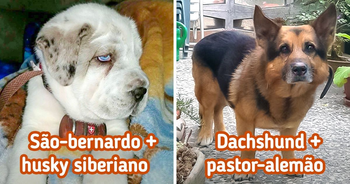 17 Fotos de cachorros mestiços cuja beleza e fofura são um show 17 Fotos de cachorros mestiços cuja beleza e fofura são um show