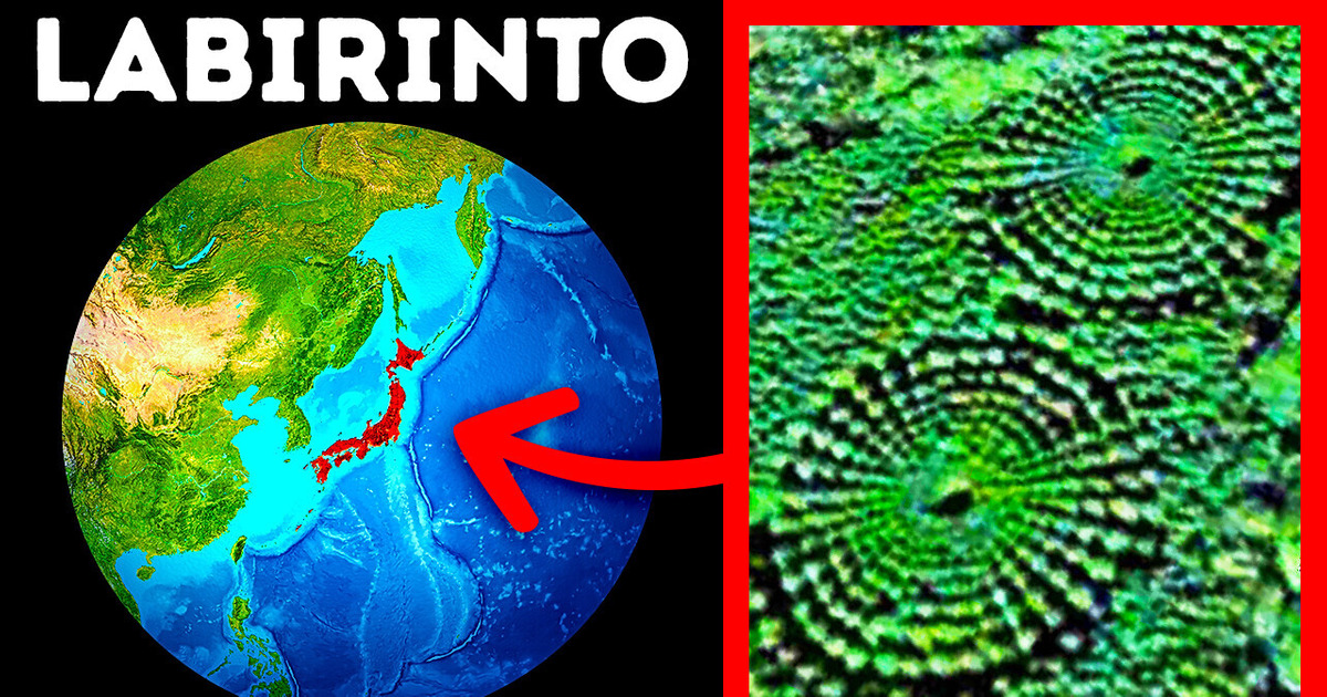 A floresta misteriosa no Japão onde as árvores crescem em círculos