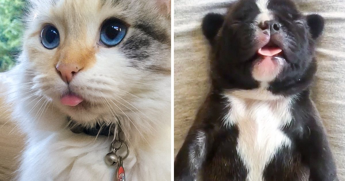 20+ Internautas compartilharam fotos adoráveis de seus pets mostrando a língua 20+ Internautas compartilharam fotos adoráveis de seus pets mostrando a língua