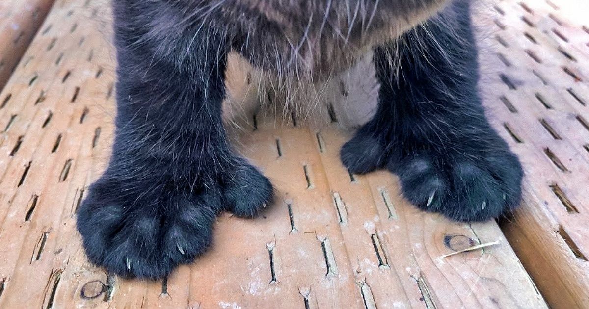 15 Evidências de que ainda não vimos de tudo neste mundo