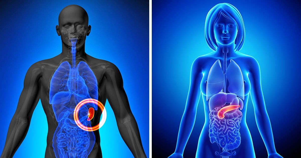 12 Órgãos desnecessários para viver (ou ao menos parcialmente) 12 Órgãos desnecessários para viver (ou ao menos parcialmente)