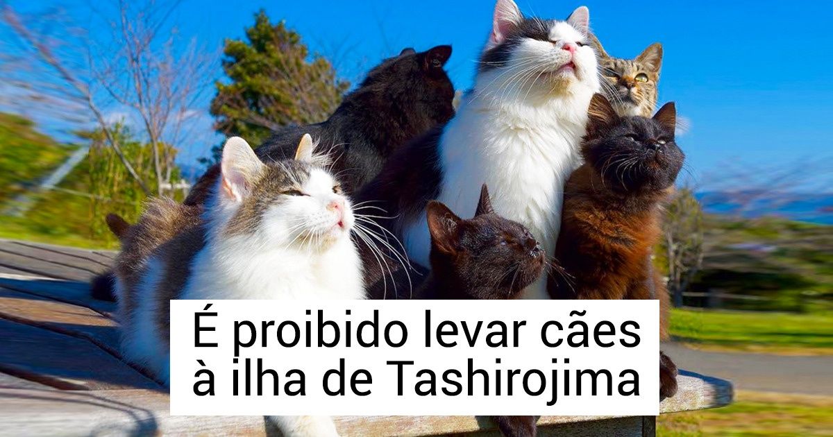 Ilha no Japão atrai turistas por ser o paraíso dos gatos