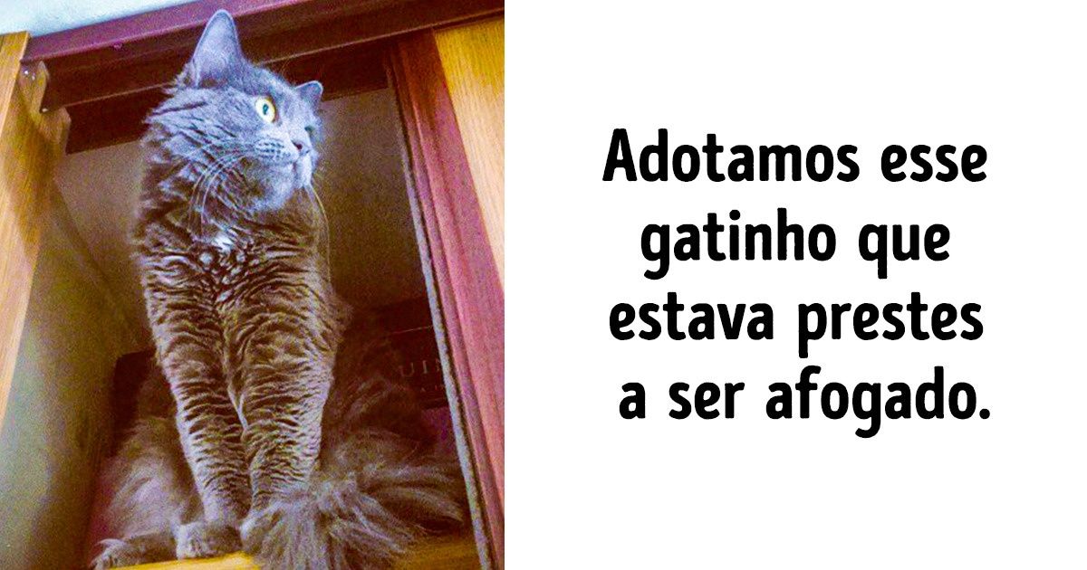 24 Belas histórias de amor e amizade entre humanos e animais