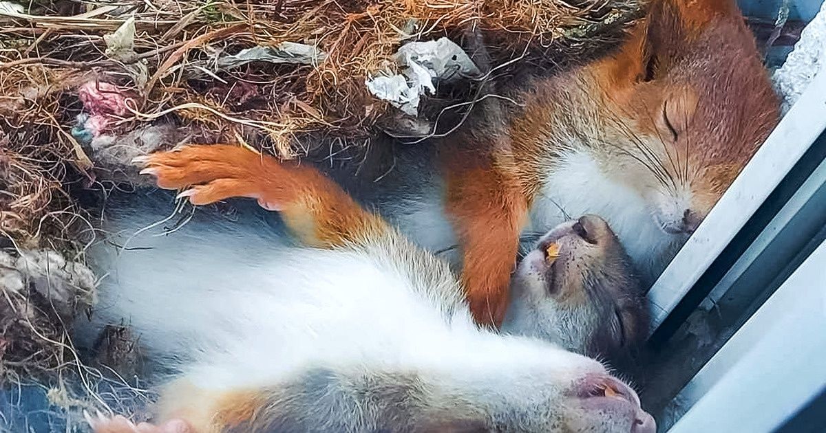15 Fotos que comprovam que os animais podem se comportar exatamente como os humanos 15 Fotos que comprovam que os animais podem se comportar exatamente como os humanos