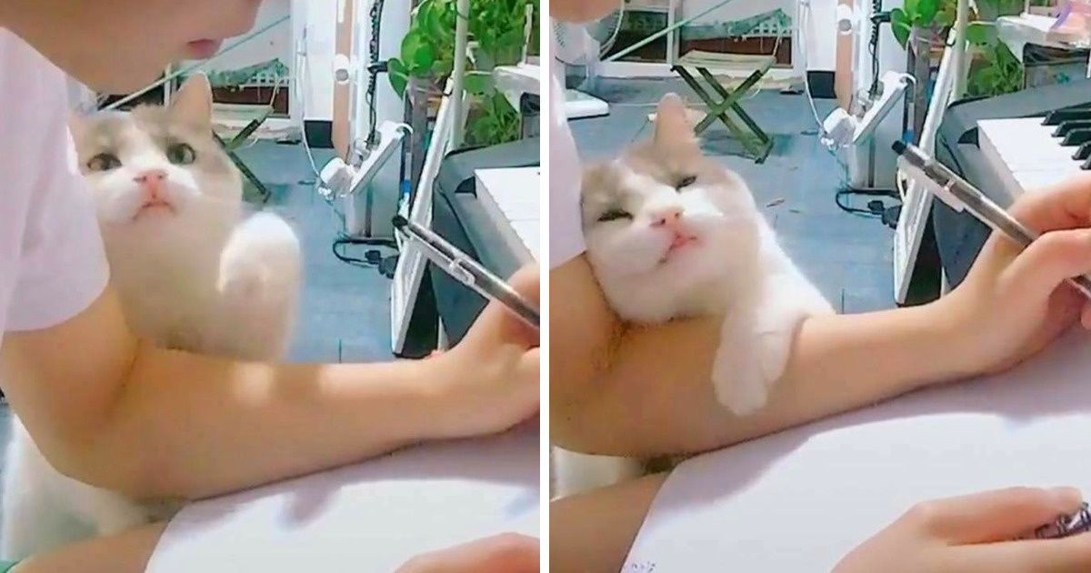 Segundo estudo, os gatos pensam que somos pais deles Segundo estudo, os gatos pensam que somos pais deles