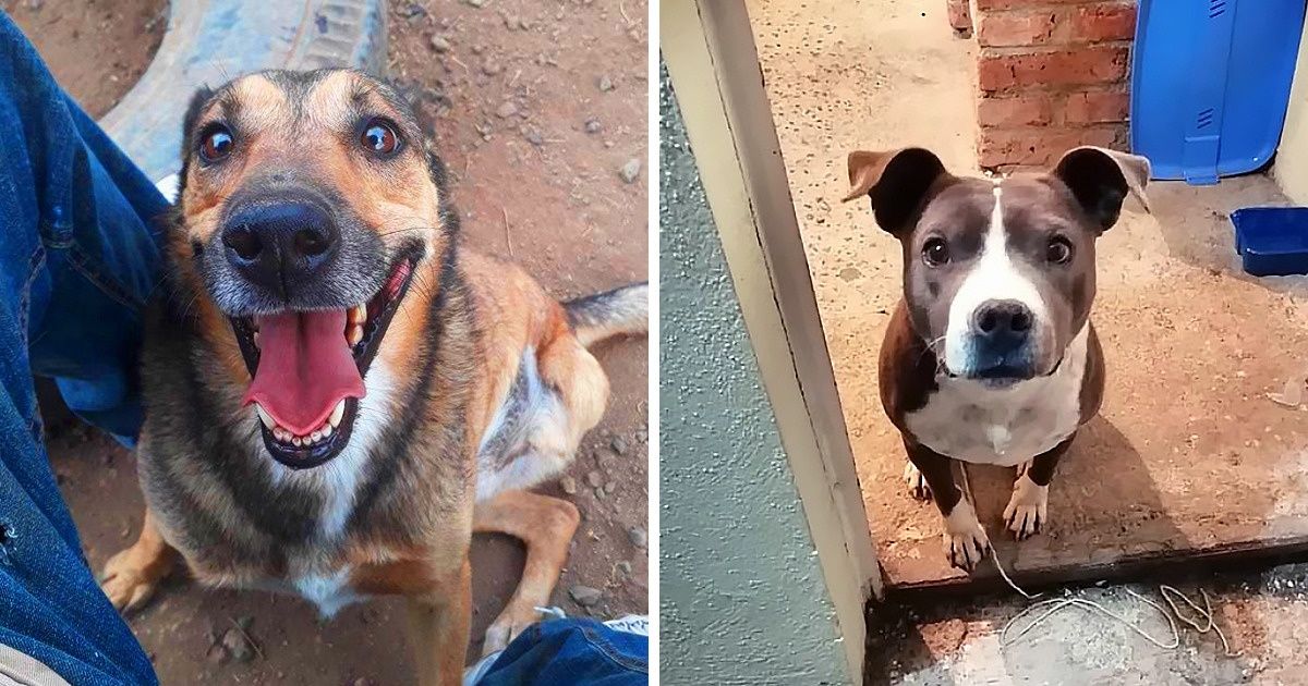 Cidade mexicana vai adotar cachorros de rua para ajudar com trabalhos de resgate na polícia e nos bombeiros Cidade mexicana vai adotar cachorros de rua para ajudar com trabalhos de resgate na polícia e nos bombeiros