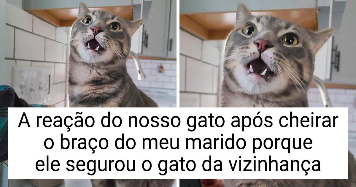 20+ Provas de que os gatos também têm crises existenciais 20+ Provas de que os gatos também têm crises existenciais