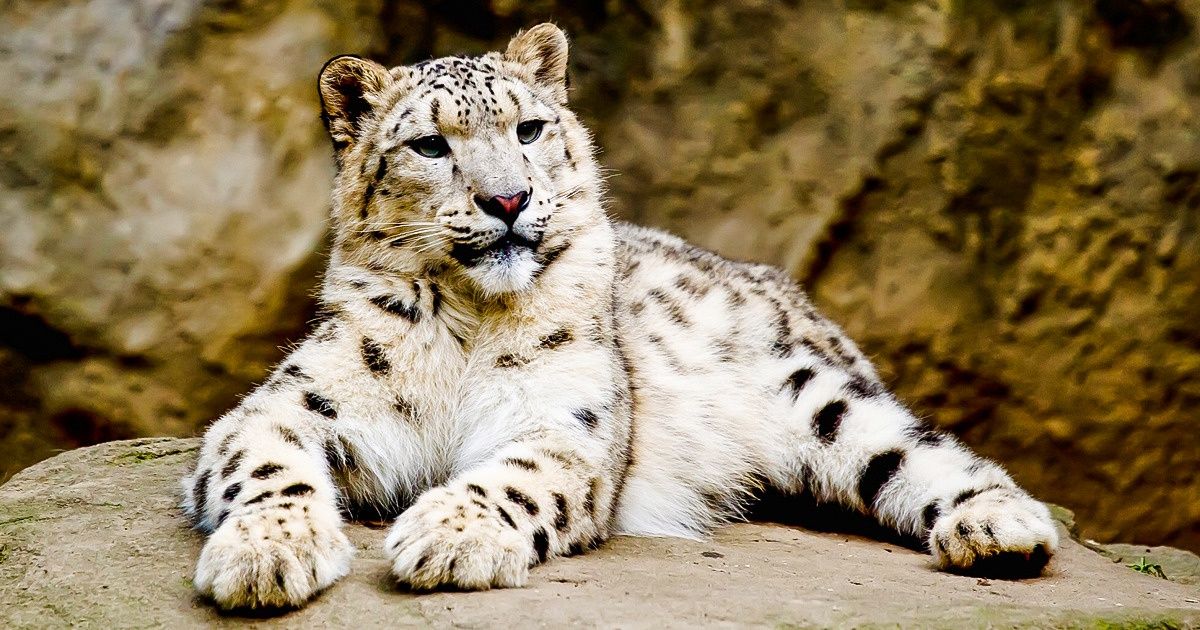 15 Mamíferos que correm perigo de extinção nos próximos anos 15 Mamíferos que correm perigo de extinção nos próximos anos